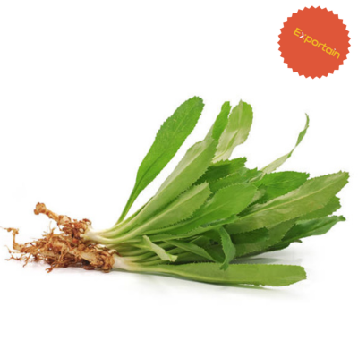 long coriander leaf exportain.com exportain.com