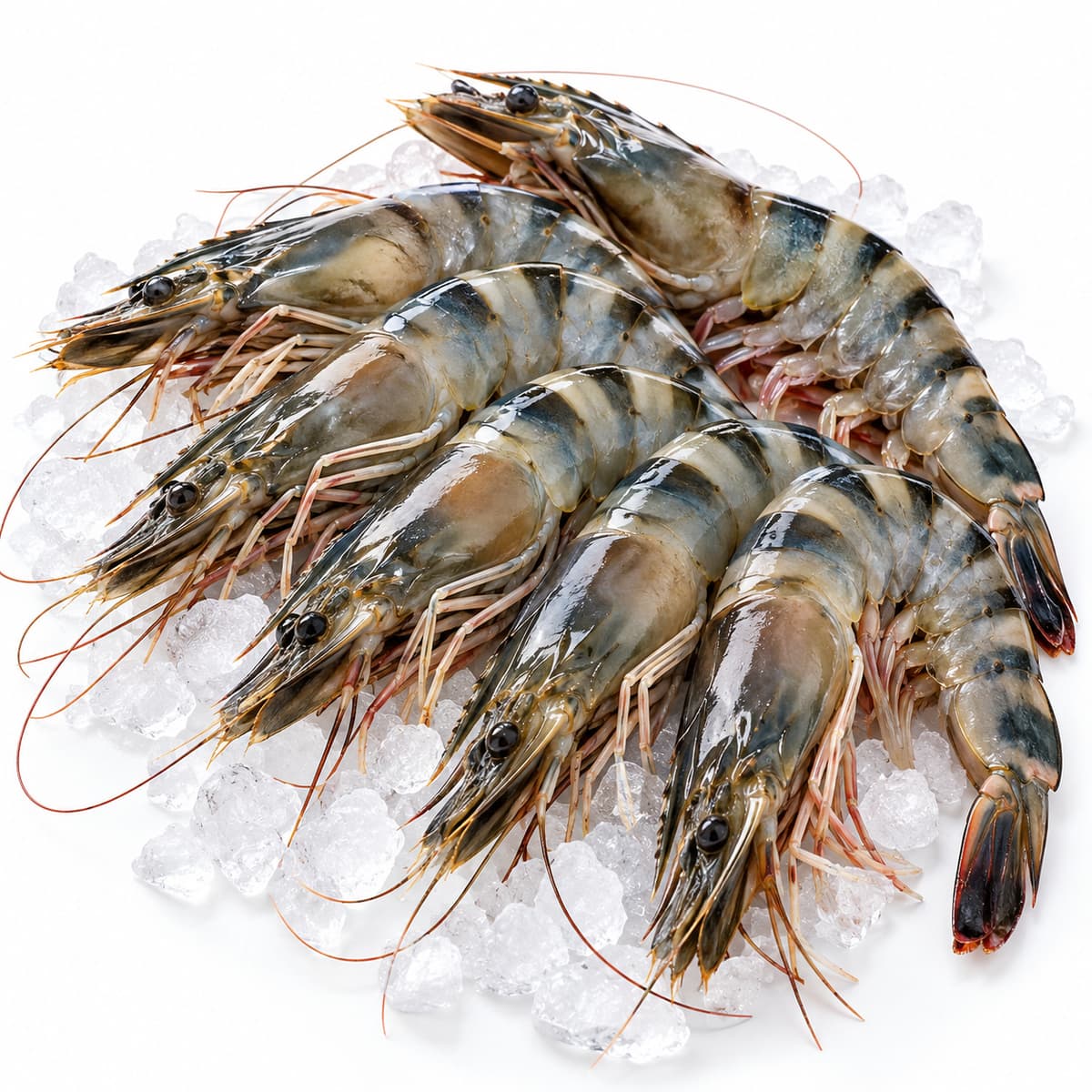 Frozen Black Tiger Shrimp, Head-On Shell-On, IQF